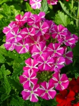 Estrella� Pink Star Trailing Verbena, Verbena hybrida 'Estrella Pink Star', Glandularia 'Estrella Pink Star', copyright � almostedenplants.com